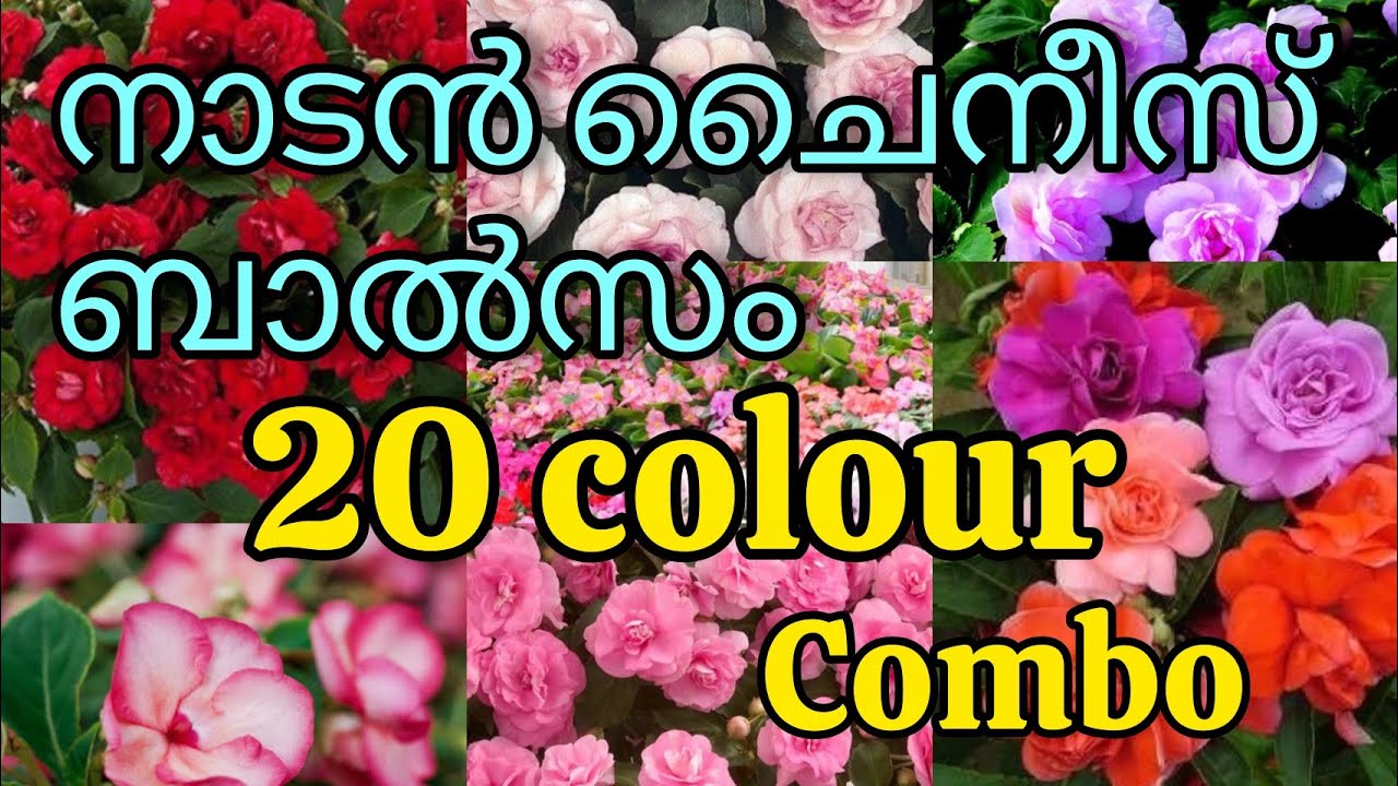 നാടൻ ചൈനീസ്  ബാൽസം combo #pathumani #plants #plantcare #gardening #pottingmix #nadan #balsam