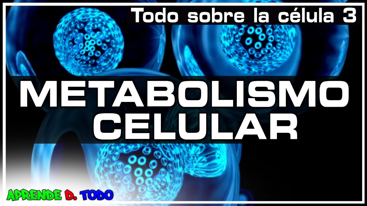 Metabolismo celular - anabolismo y catabolismo |Todo sobre la C&eacute;lula 3| Biolog&iacute;a