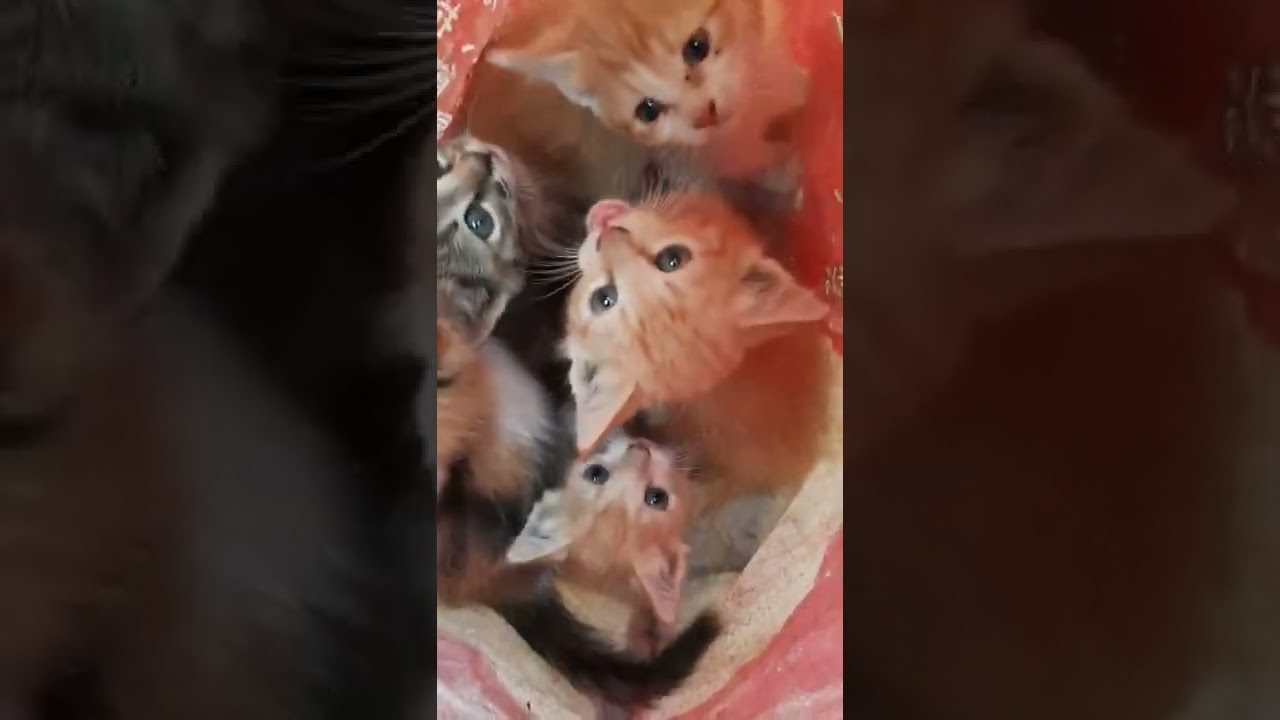 #catworld