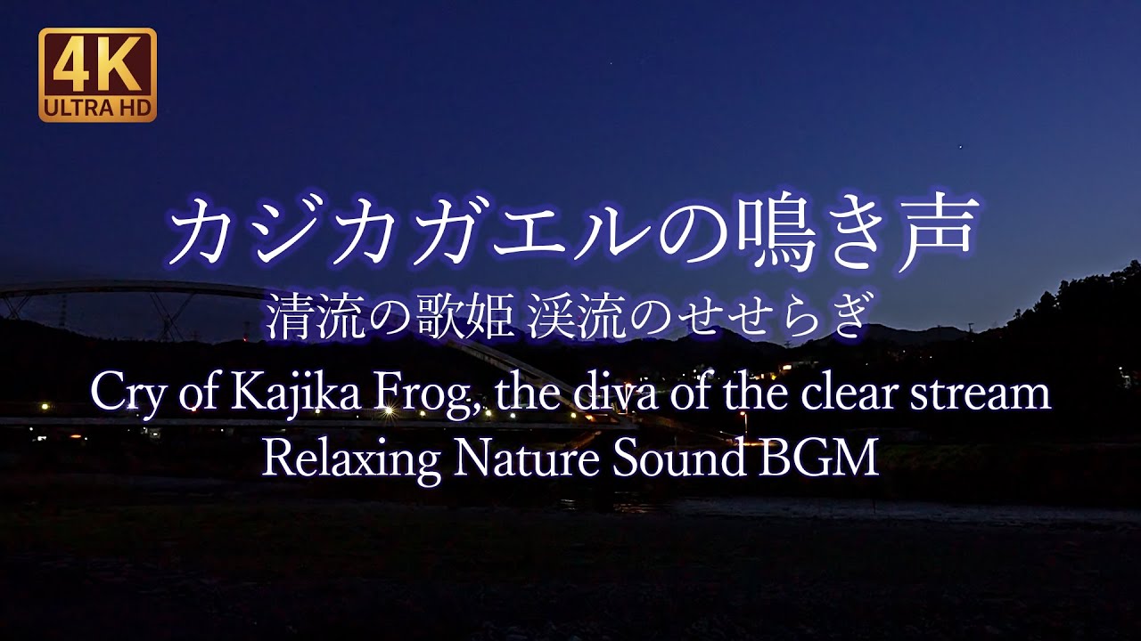 カジカガエルの鳴き声 清流の歌姫  渓流のせせらぎ【睡眠・作業用BGM】Relaxing Nature Sound BGM