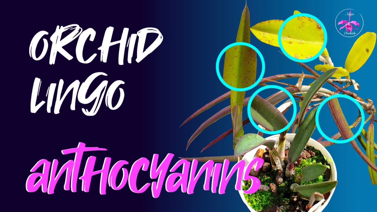 ANTHOCYANINS & Orchids | Symptoms | Is it too much of a good thing? #ninjaorchids