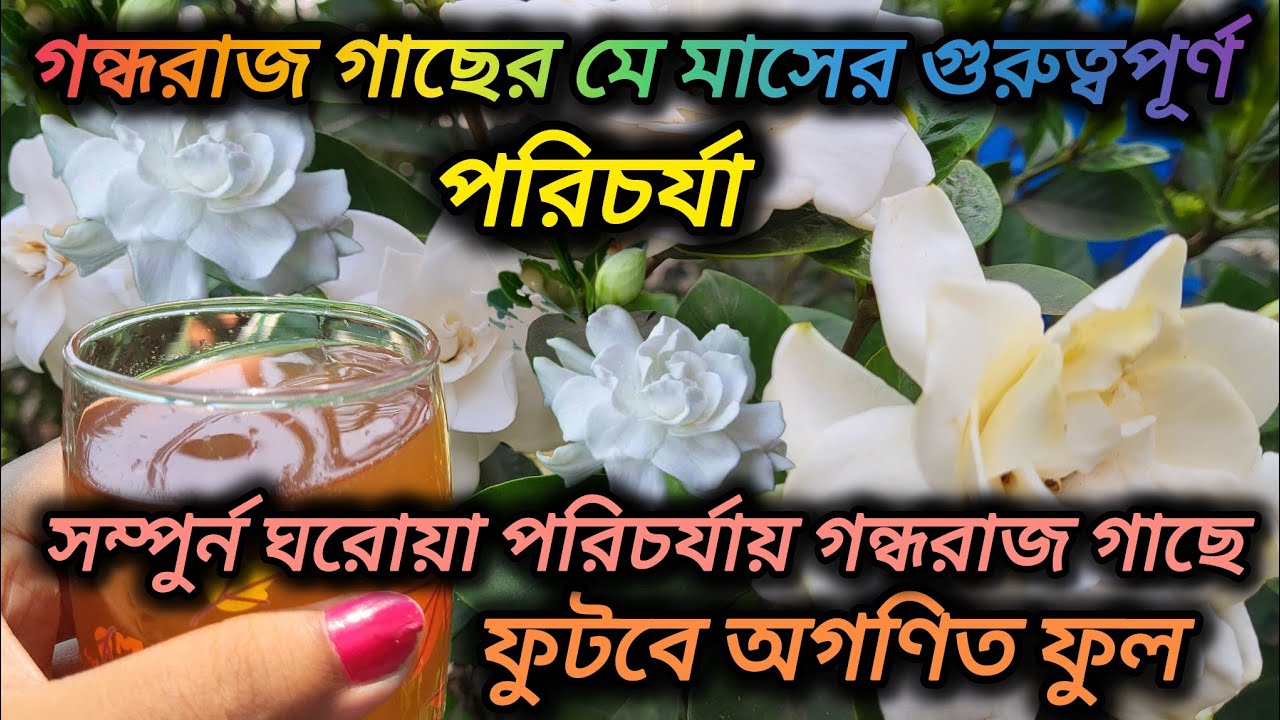 গন্ধরাজ গাছের মে মাসের গুরুত্বপূর্ণ পরিচর্যা/Gandhraj flower plant care/Gardenia plant care tips.