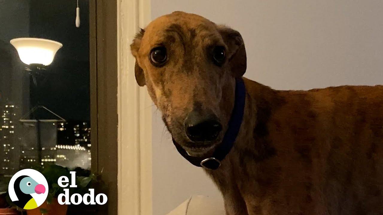 Galgo rescatado vive el mejor retiro del mundo | El Dodo