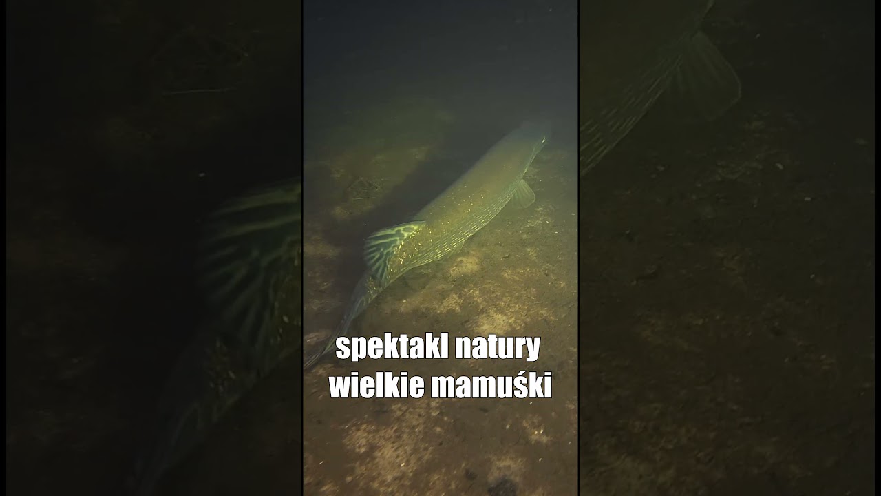 SZCZUPAKOWE MAMUSIE W GOTOWOŚCI #carpfishing #fishing #carp #fish #fishinglife #podr&oacute;że