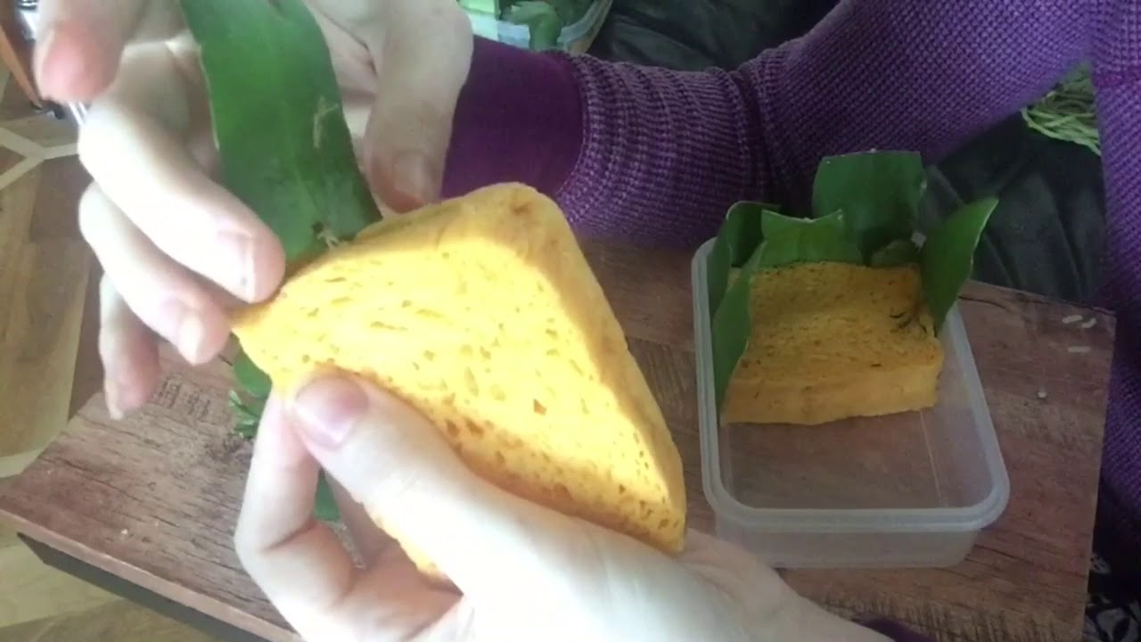 Update On Succulent Propagation With Vegetable Based Sponges Part 1