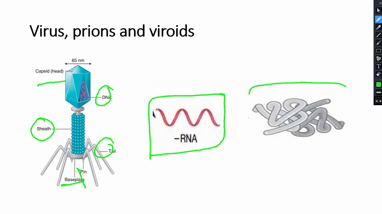 Sub cellular particles, cellular structures and Functions (Grade IX Bio)