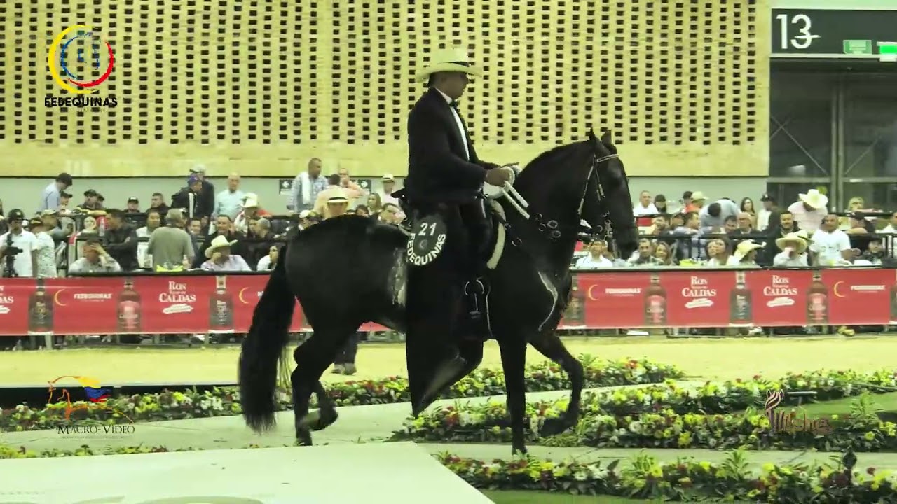 TRIUNFADOR DE LA ILUSION, CAMPEON JOVEN TROCHA COLOMBIANA 39 EXPO NACIONAL EQUINA FEDEQUINAS 2023
