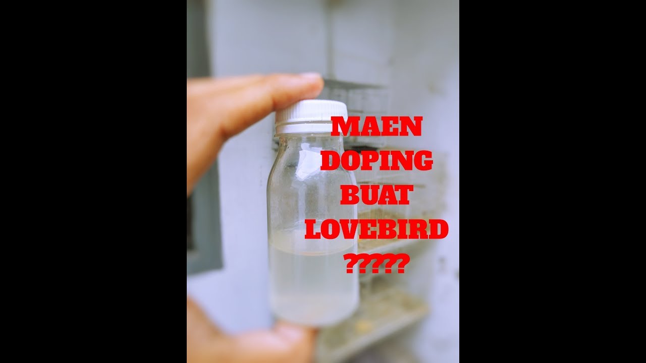 SETTING LOVEBIRD PAKE DOPING????