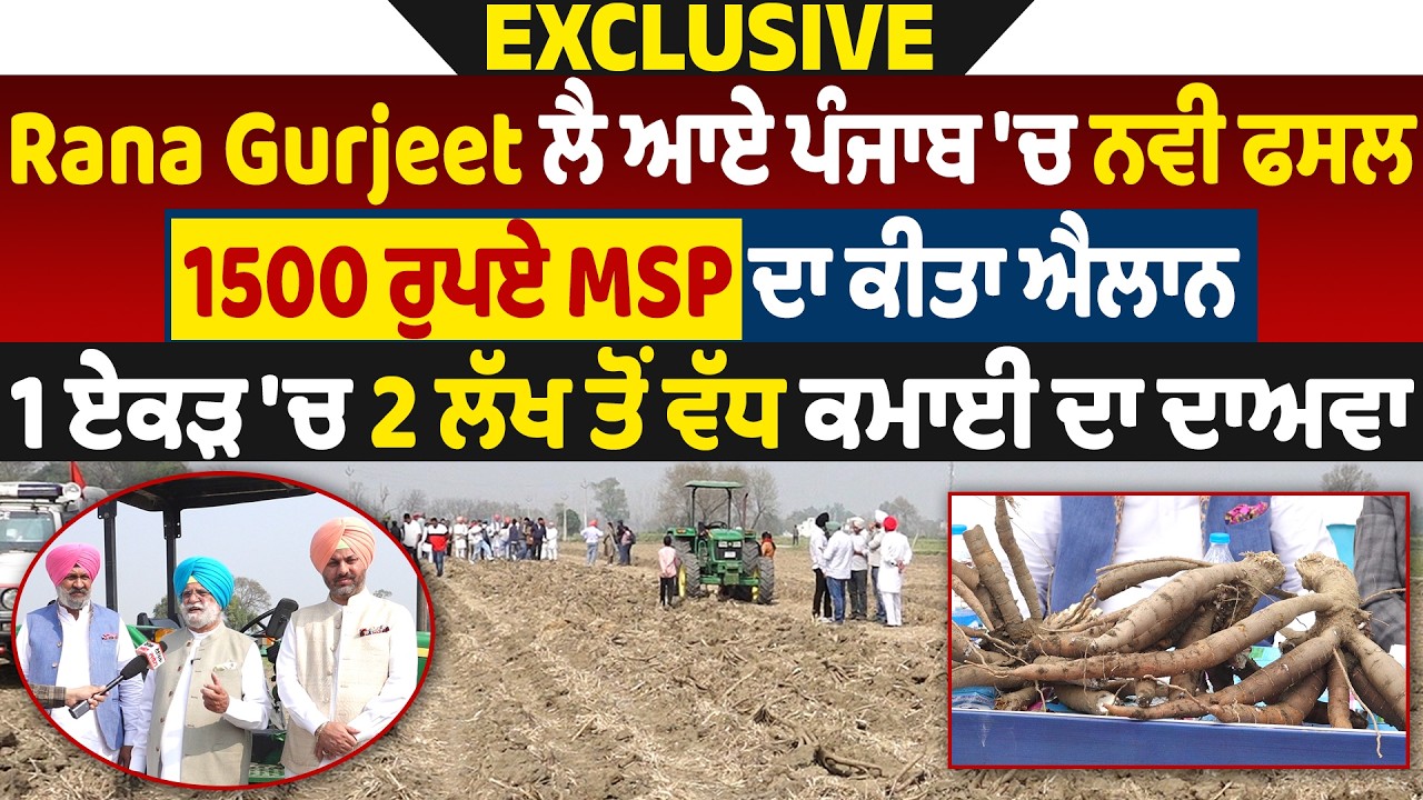 Rana Gurjeetਲੈ ਆਏ ਪੰਜਾਬ 'ਚ ਨਵੀ ਫਸਲ,1500 ਰੁਪਏMSPਦਾ ਕੀਤਾ ਐਲਾਨ,2ਲੱਖ ਤੋਂ ਵੱਧ ਕਿਸਾਨ ਦੀ ਕਮਾਈ ਦਾ ਕੀਤਾ ਦਾਅਵਾ