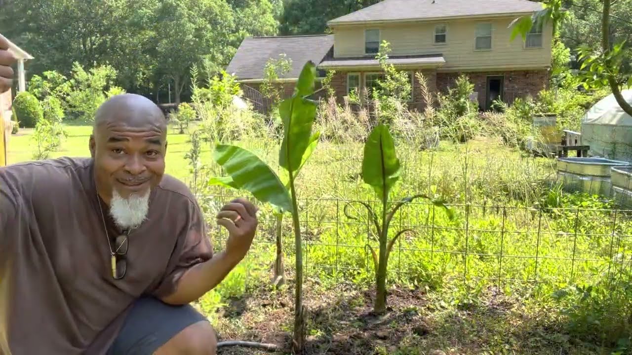 Banana plants propagation and relocation