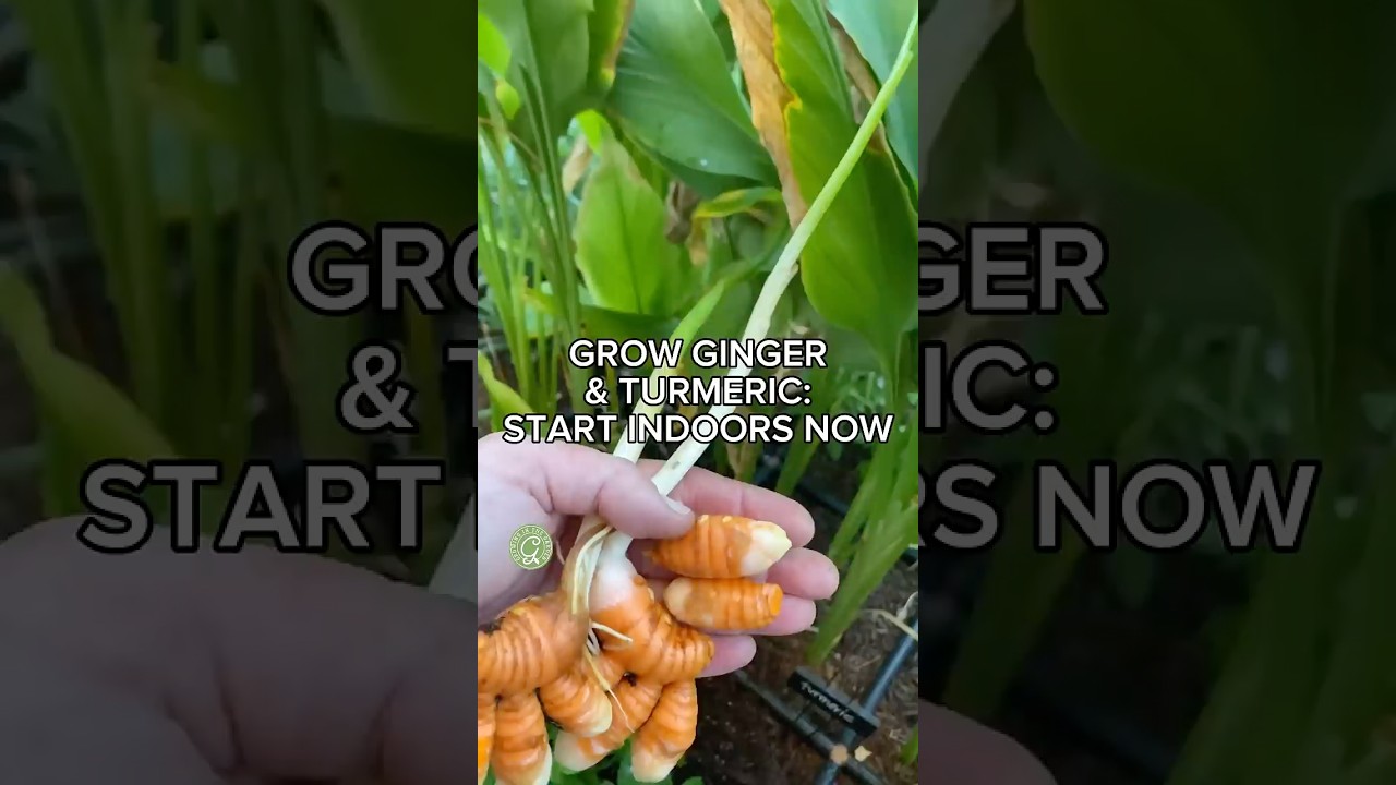 Grow Ginger & Turmeric&ndash;Start Indoors Now!