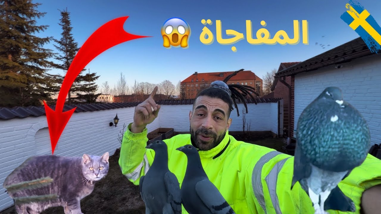 خطر حقيقي على الحمام الزاجل 😱 قط يترقب الحمام! تربية الحمام الزاجل و النفاخ الإسباني🇸🇪🇲🇦