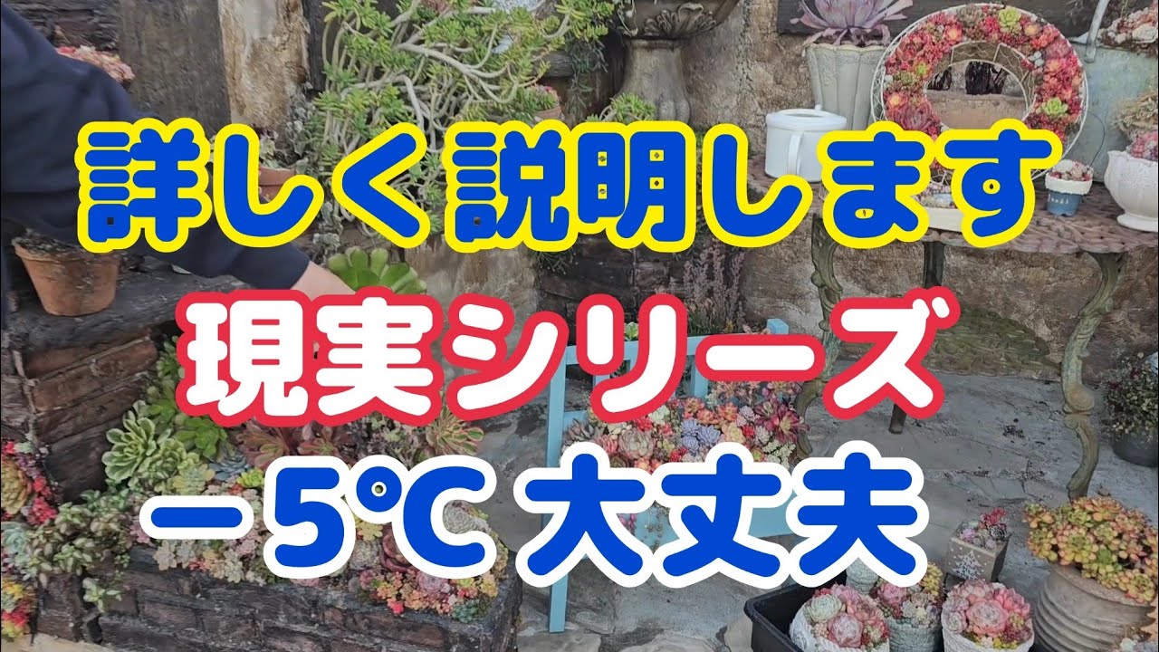 【多肉植物】【現実シリーズ】詳しく説明します～🎵現実シリーズ‼️－5℃大丈夫‼️2026年1月14日