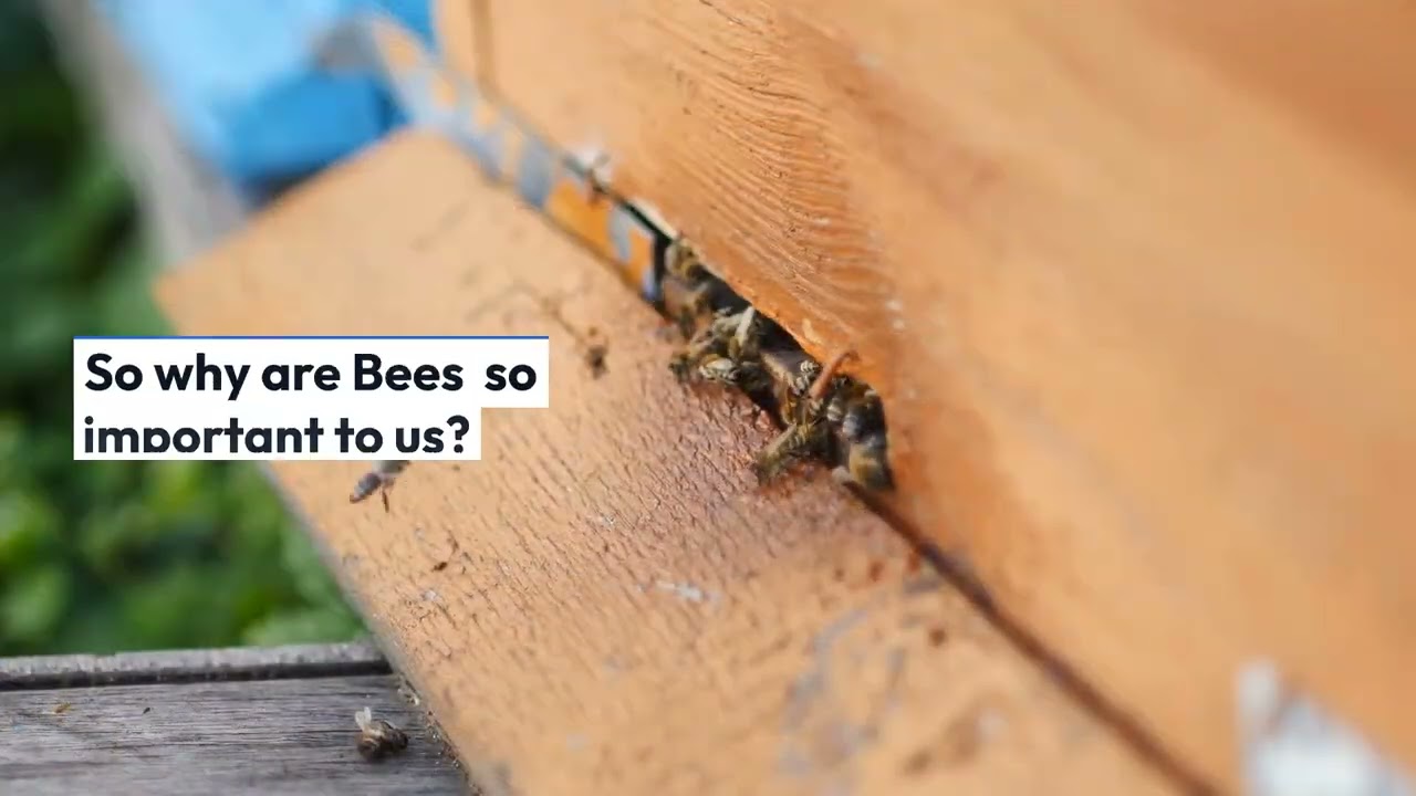 The Fight for the Honey & Bumble Bees- Promoting a Sustainable Future!