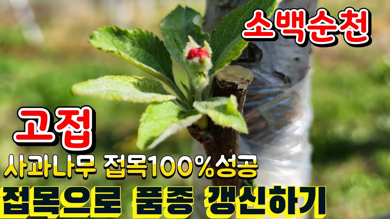 사과나무 접목 100%성공  apple grafting method  사과나무 품종 갱신방법