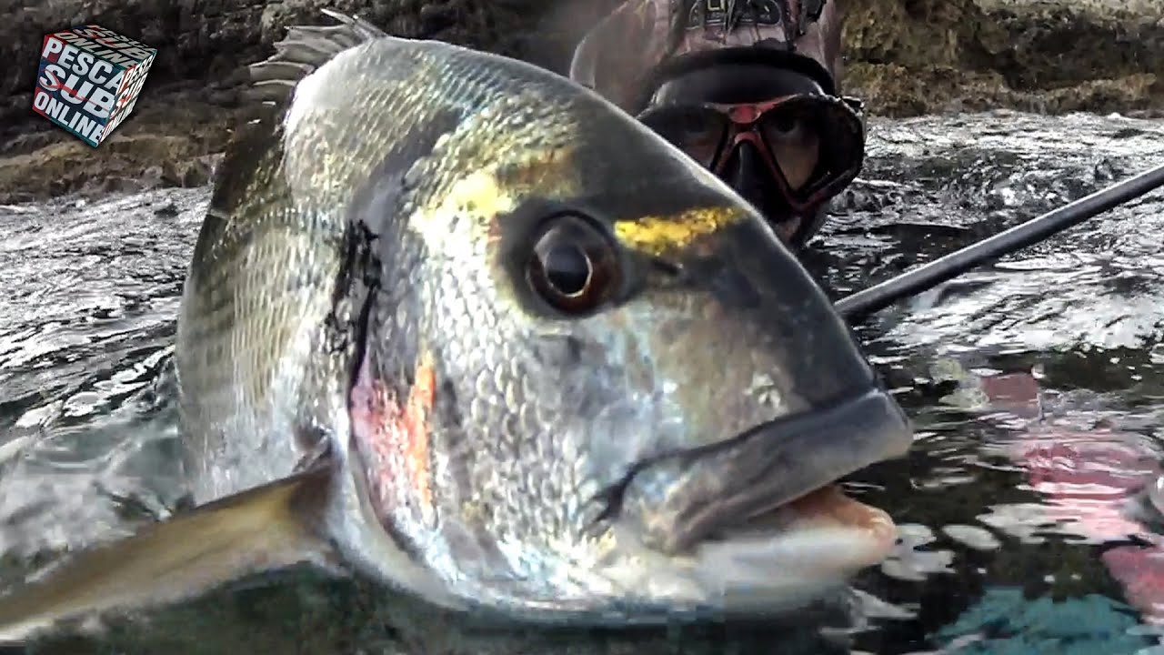 PESCA SUB : Orata Gigante Pesca nel bassofondo in SICILIA - Pesca subacquea - Fishing Big sea bream