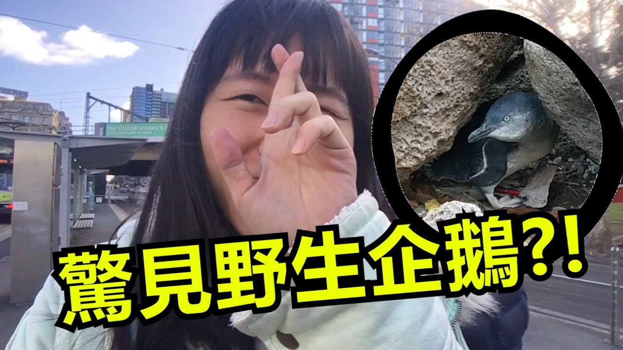 野生企鵝哪裡找? 拯救企鵝大作戰St  Kilda Penguins Day Vlog