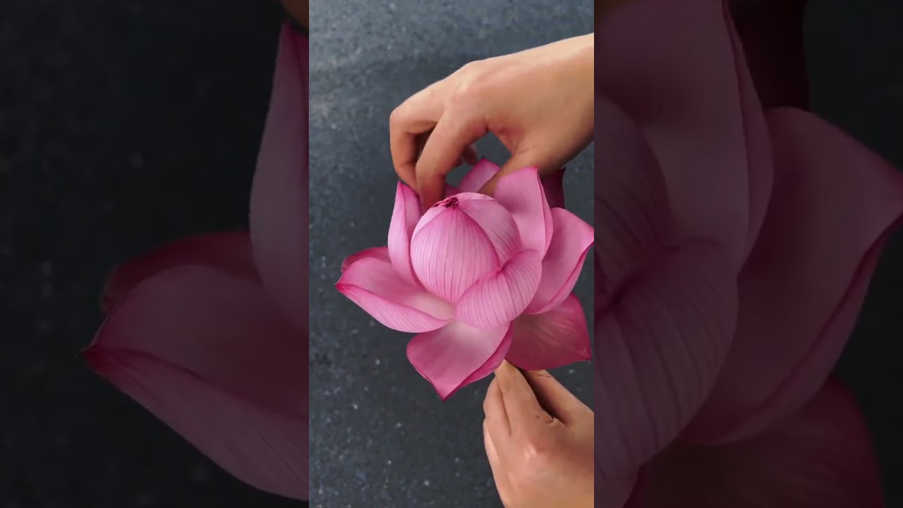 🌸✨Here's how to help this beautiful lotus flower bloom 💧🌞#SummerVibes #lotusflower