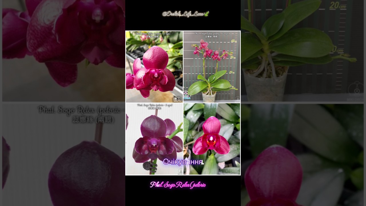 Очікування та реальність цвітіння Phal. Sogo Relex (peloryczny) #kwiaty #orchidea #szorty #kr&oacute;tkie #rośliny