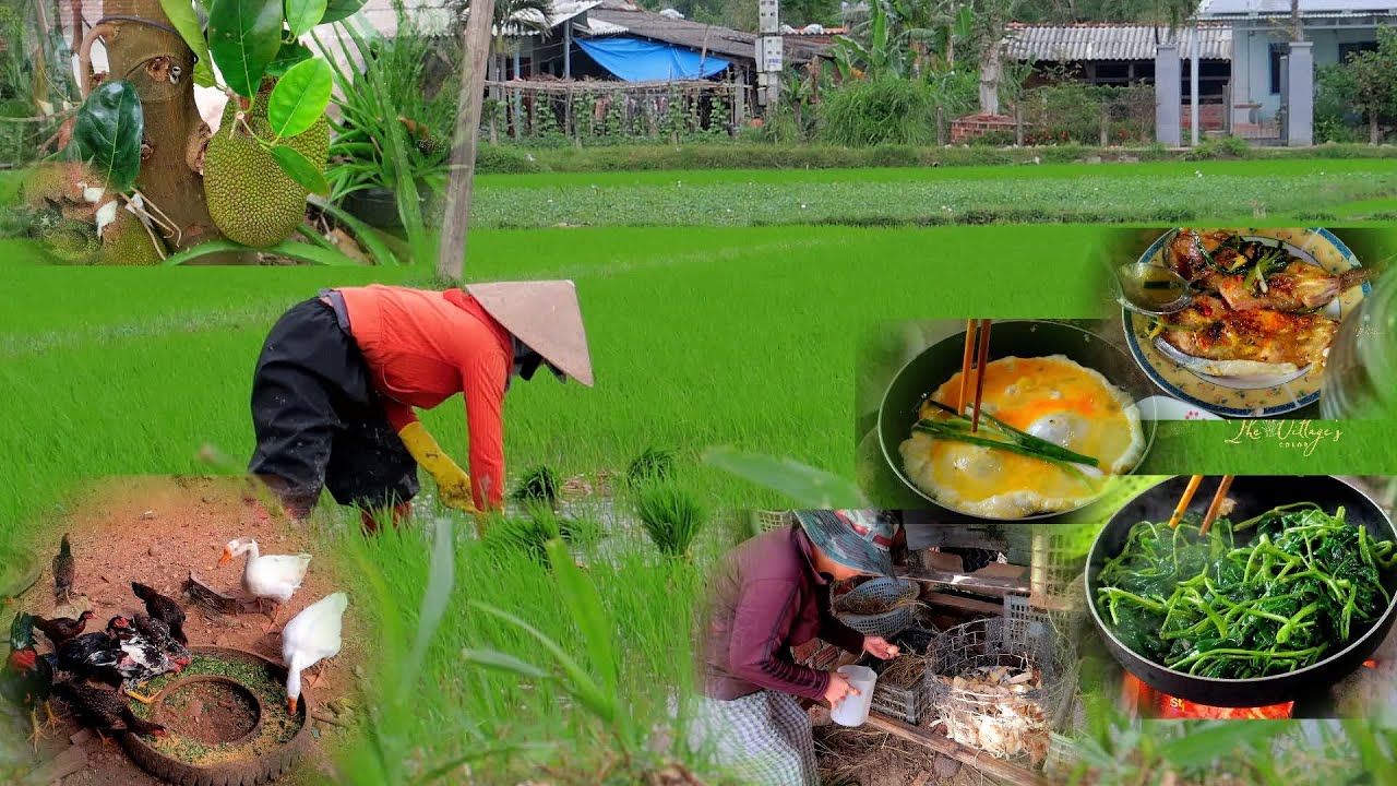 Countryside Life: A Simple Meal from Home-Raised Chicken Eggs and Garden-Grown Vegetables