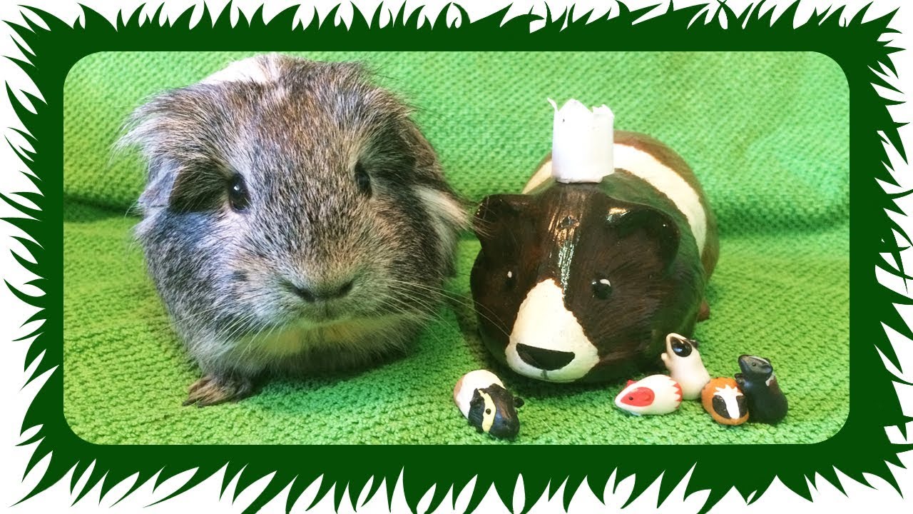 Meerschweinchen die KEIN Futter brauchen ❤️️ DANKE! ❤️️ | Die Meeries