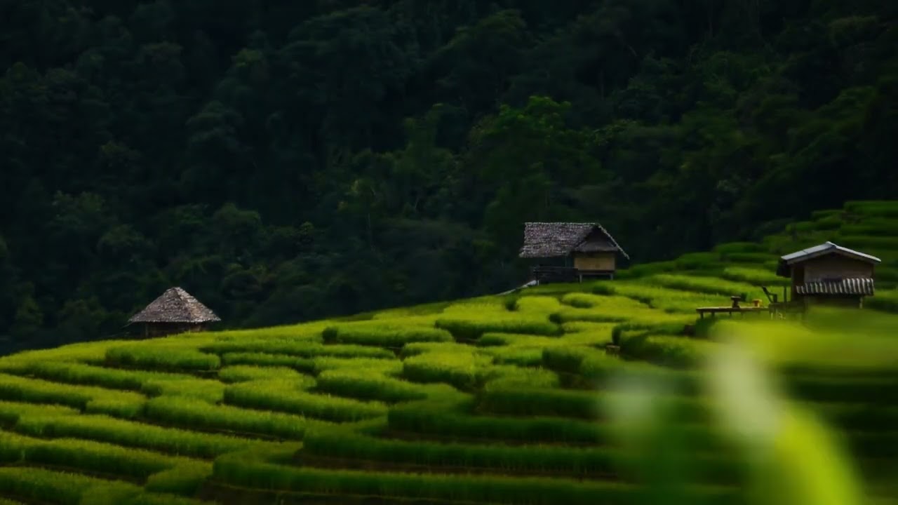 Green Breeze | Peaceful Instrumental in Fresh Nature Surroundings