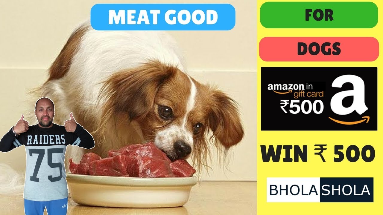 Pet Care - Dog | Puppy | How To Start Give Non - Veg | Chicken | Meat - Bhola Shola
