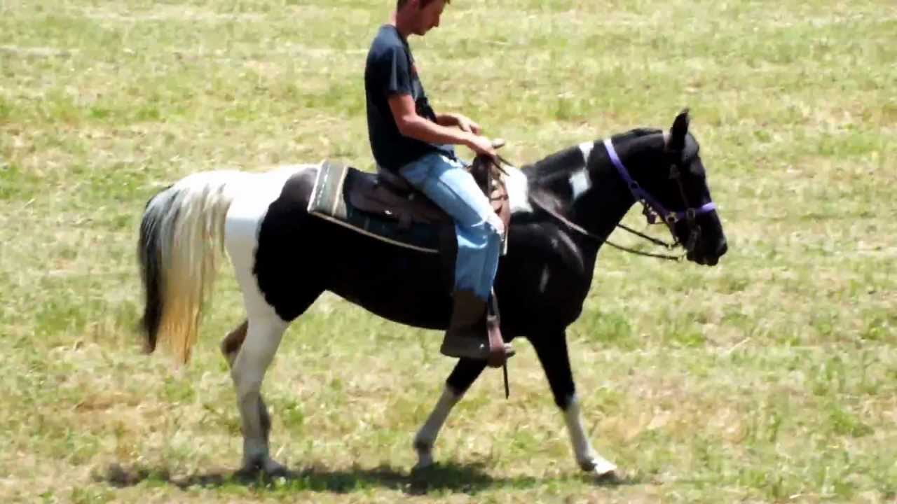 dscf1700.mov "DOC'S SUNSHINE" REGISTERED BLACK AND WHITE GAITED MARE WWW.GULLETTFARMS.COM