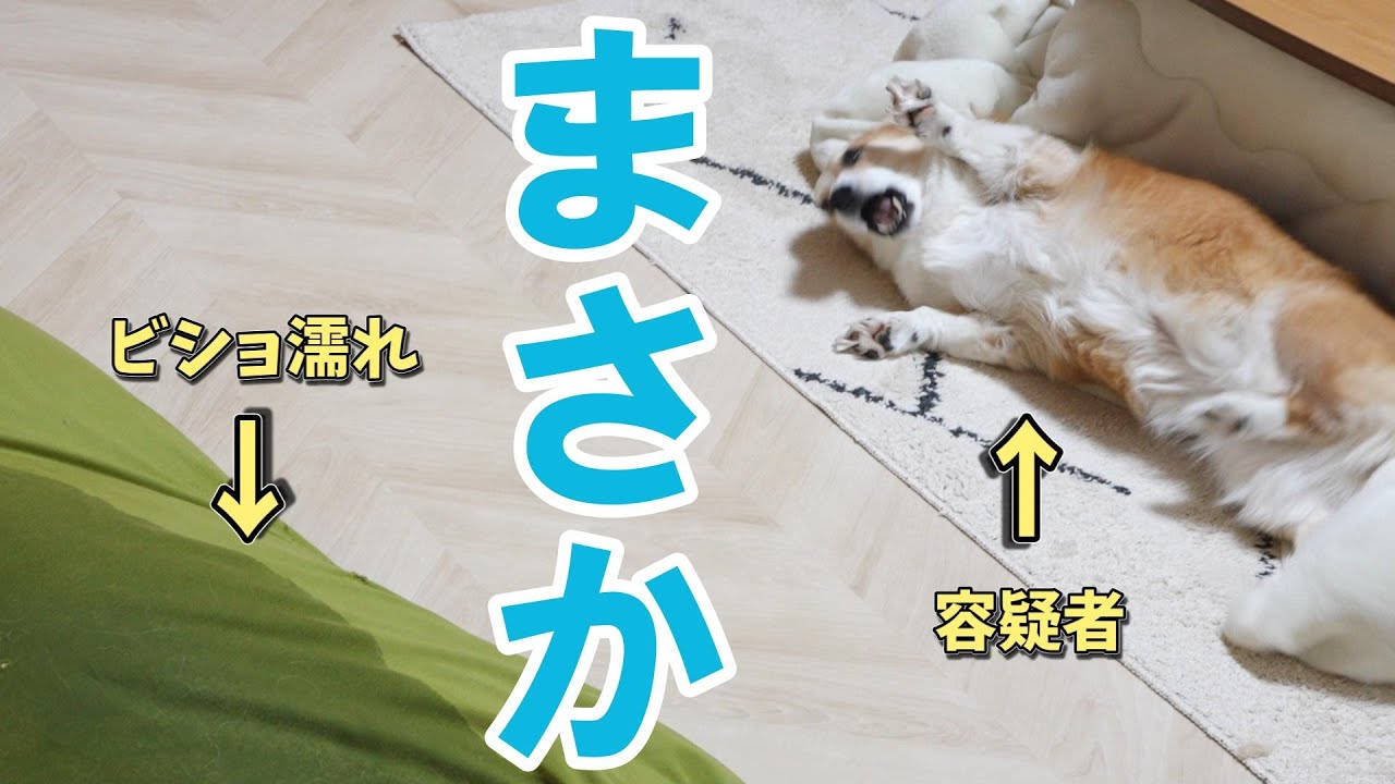 ちょっぴり疑われてしまったコーギー犬