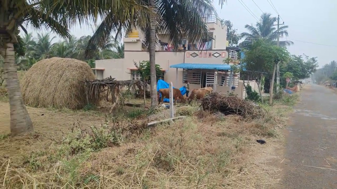  13 gunta agriculture land near village for sale in Mysore [ 7022960433] - updated price - 4.6 lakh 