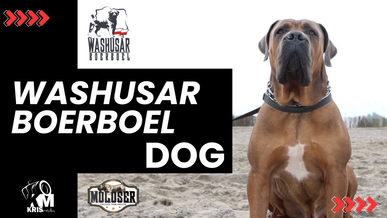 WASHUSAR - SIGMA - OXANA - GAYA - HONZO - BOERBOEL DOG BY KRIS MEDIA