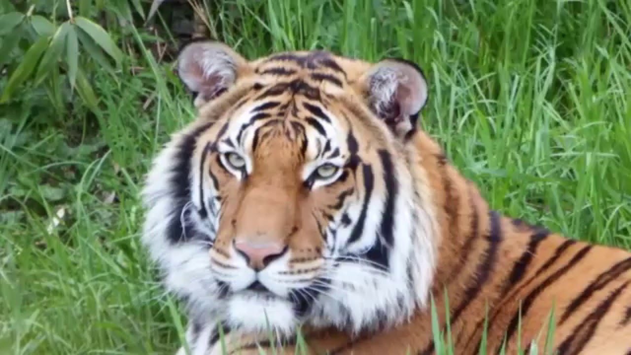 Tabundant Tiger's Day Off [ HD ]