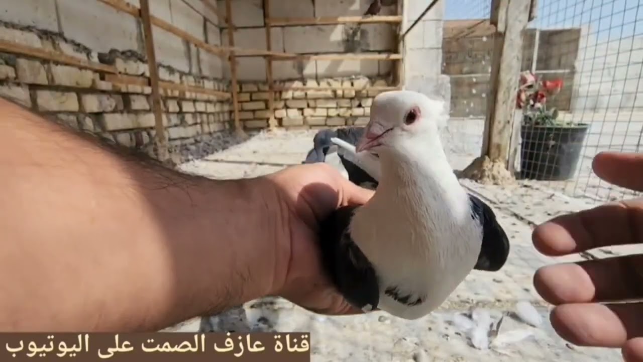 صيد هاترك 💪 وتخريج بالجمله ✌️وغربه حطو ومخباط 👍