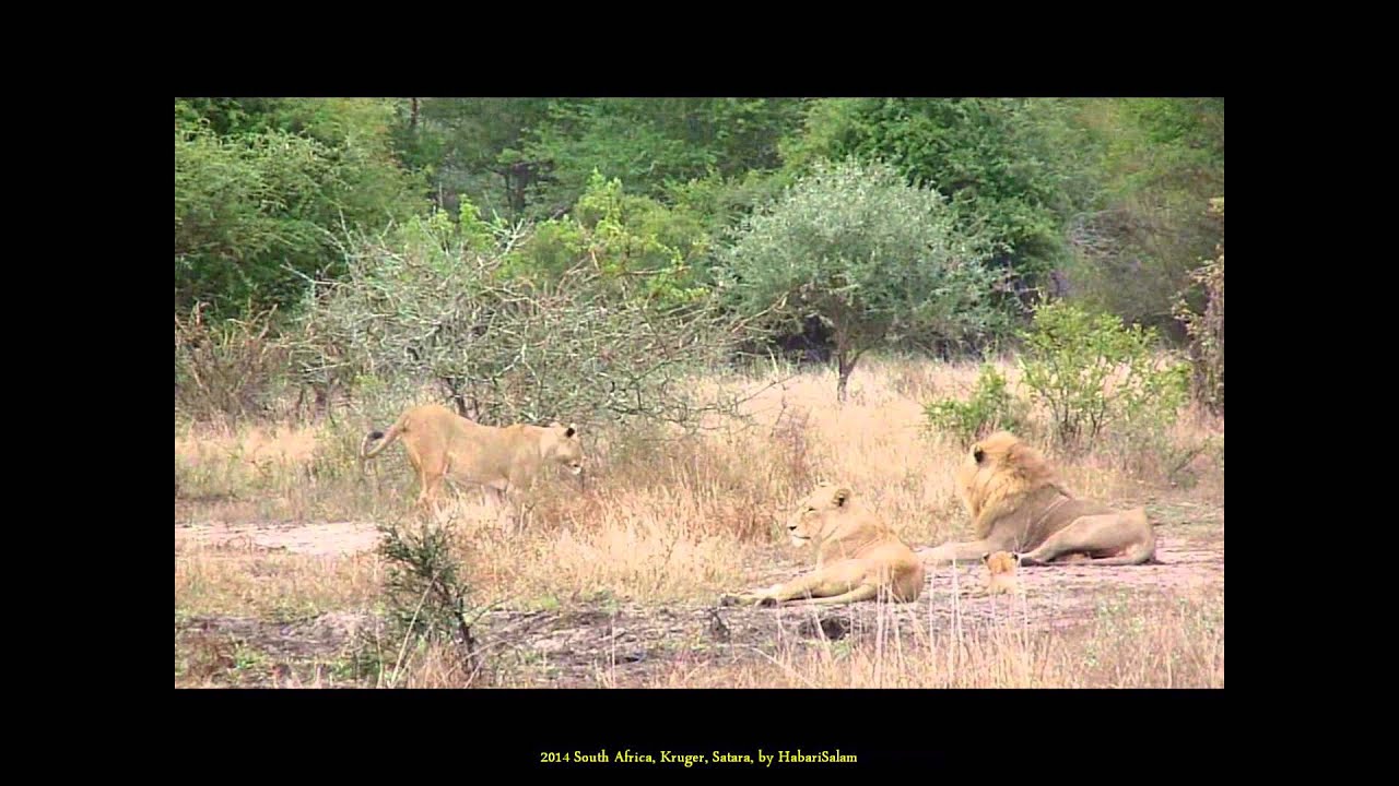 LIONS Family with Baby, KRUGER, Satara Camp, Simba, In Mhisanamond, 2014, RSA, by @HabariSalam +