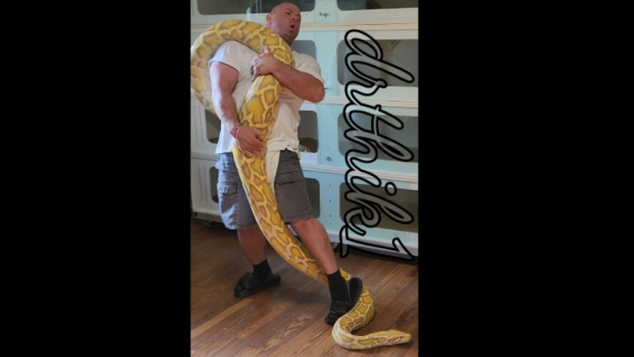 big burmese python