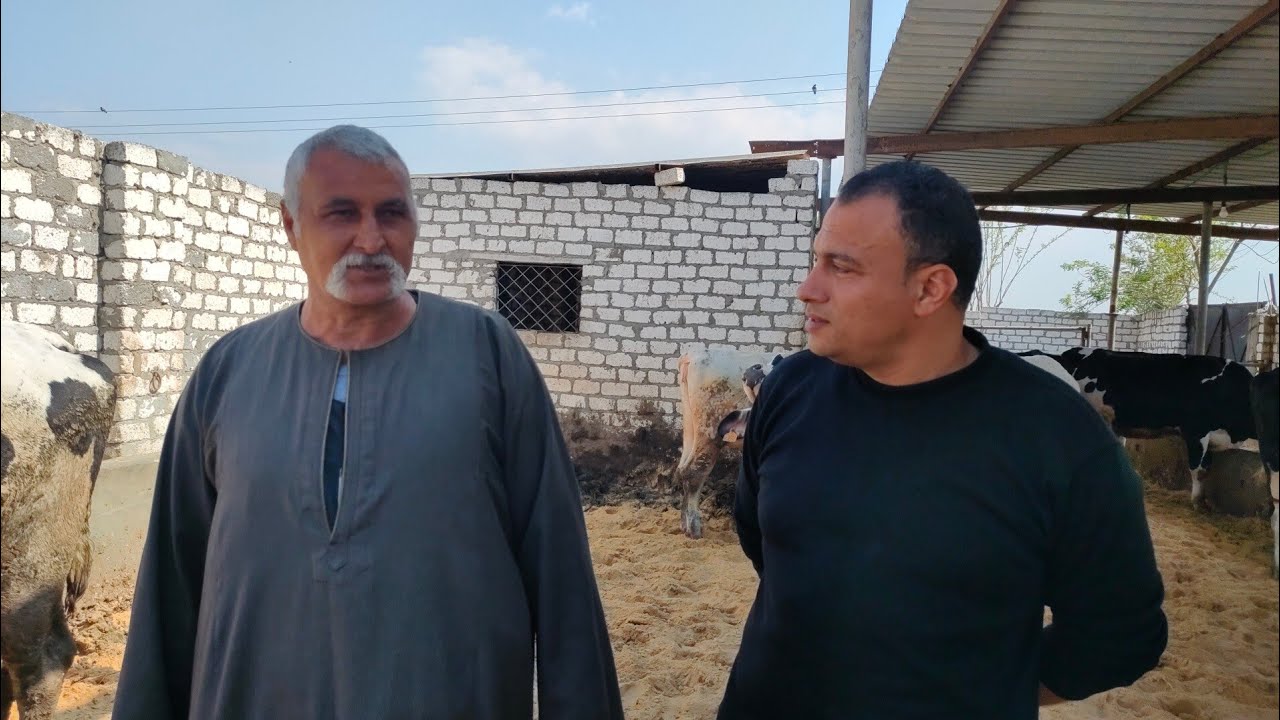 عمده قريه باشالوش يشتري أحسن عجله بقر من العرض قبل النشر من التاجر الفصيح