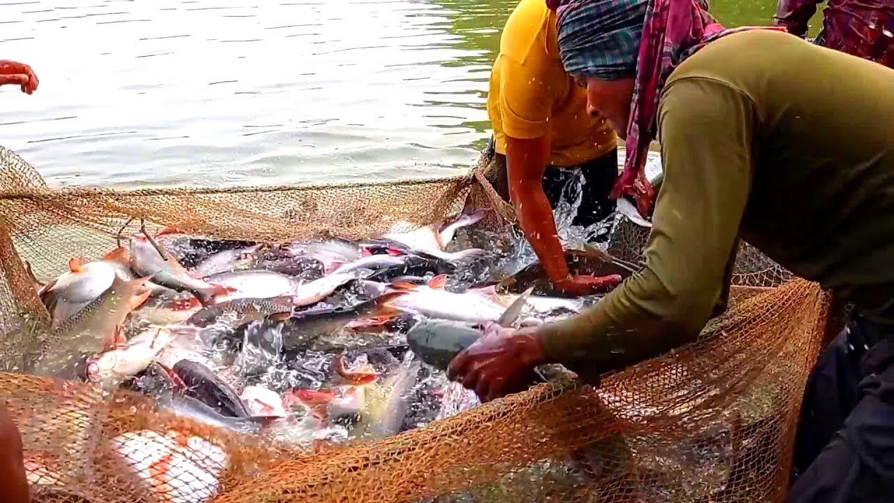 Amazing mixed fish farming video in Bangladesh, Fish farm near me.