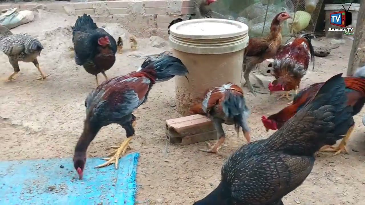 How to raise chickens very easy and happy life 😀😁#animalstvshow #chickenfarming #chicken 