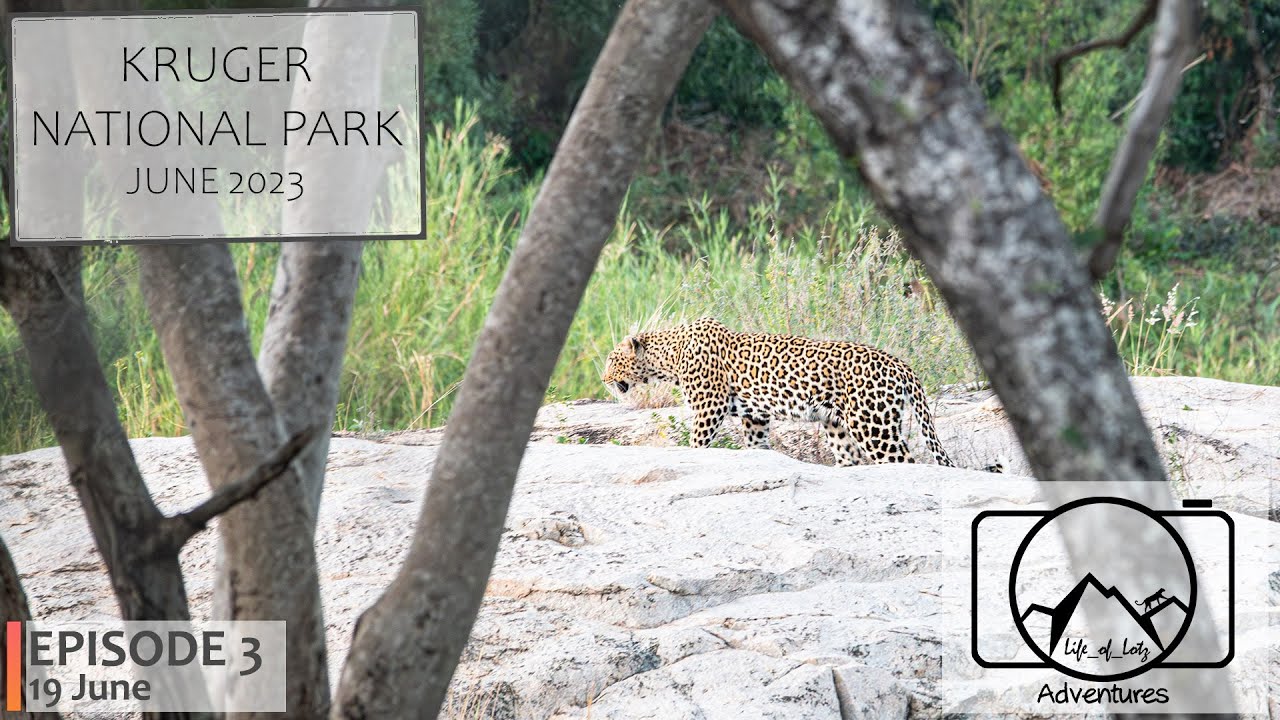 Kruger National Park - June 2023 - Episode 3: A day filled with Leopards