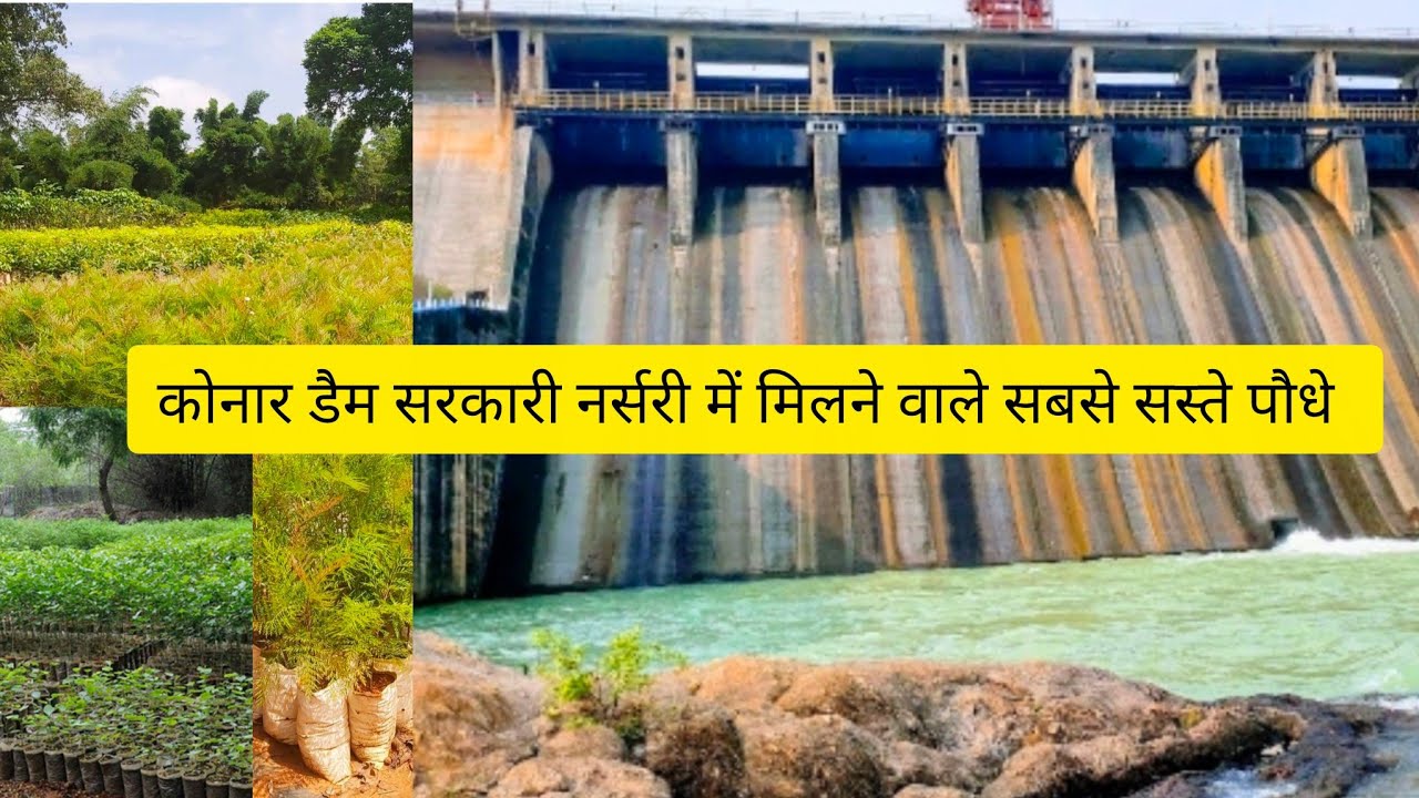 Dvc konar dam nursery /goverment nursery tour