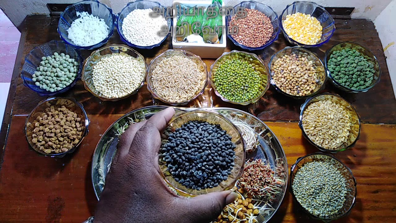 Lovebirds best soft foods ( Tamil )