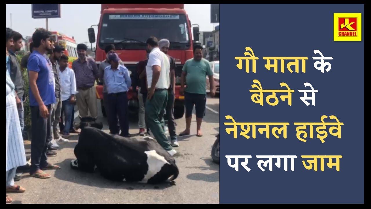 गौ माता के कारण आधे घंटे से रहा नेशनल हाईवे जाम