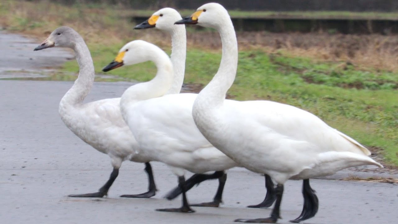 ふゆみずたんぼで越冬するコハクチョウの群れ　A Group of Tundra Swans Wintering in a Fuyumizutanbo