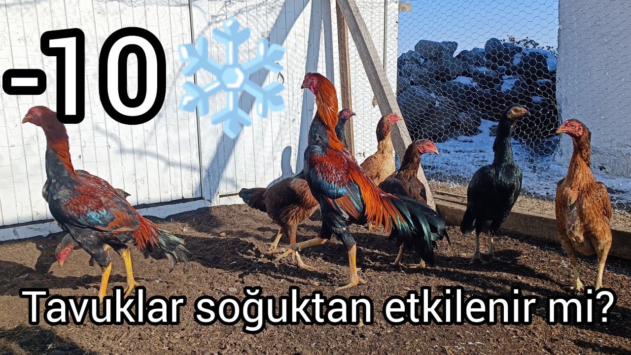 Влияют ли холод на индийских кур?  / Мерзнут ли куры и петухи в минусовую погоду?