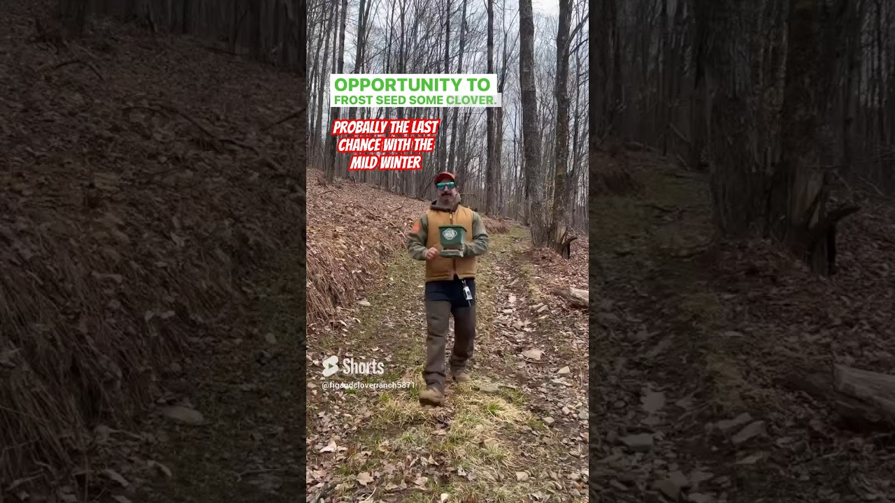 Frost Seeding Clover ☘️ -LAST CHANCE with mild winter❄️ #Clover #FrostSeeding #foodplots