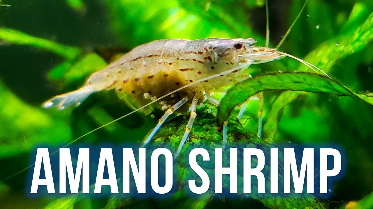 AMANO SHRIMP CARE &ndash; Best Algae Eater for Planted Tanks?