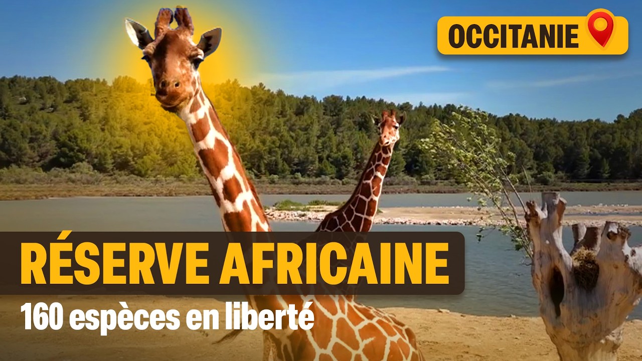 Sigean : Le parc animalier qui privilégie le bien-être animal