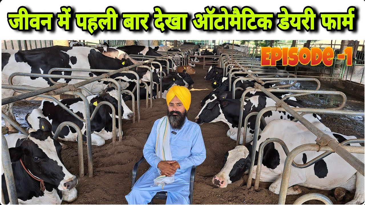 2 लेबर 150 गायों का पूरा काम करते देख हैरान हो गया ~ Big Hf Cow Automatic Dairy Farm In Punjab