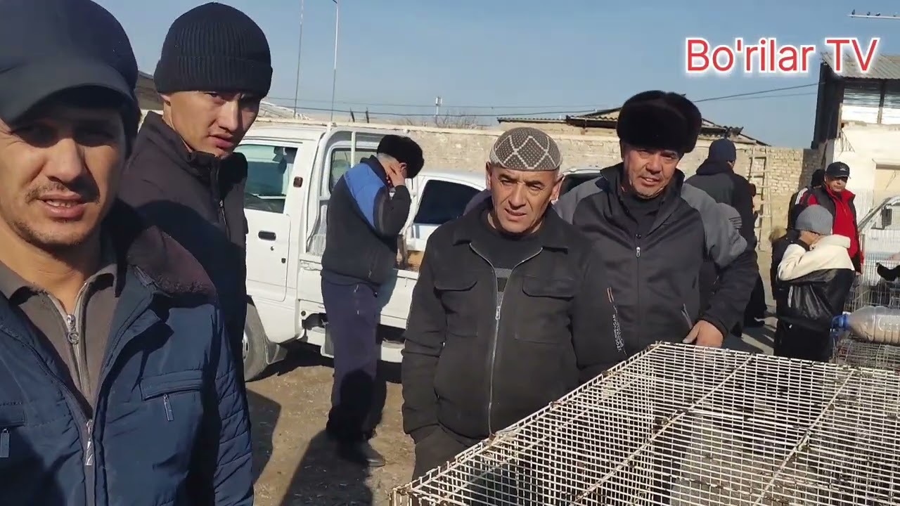 Япон товуклар . Yapon tovuqlar  Xar-xil zotdor. RMK tovuq bozorga. Namangan shahridagi