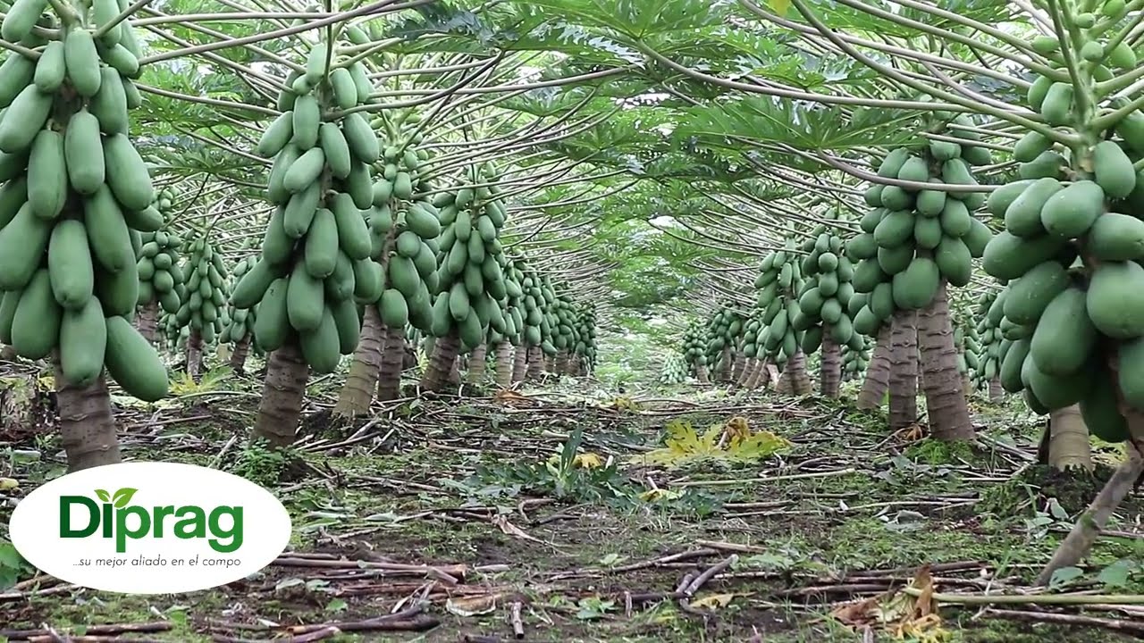CULTIVO DE PAPAYA (PASSION RED) Manejo Tecnico Profesional  de Diprag.
